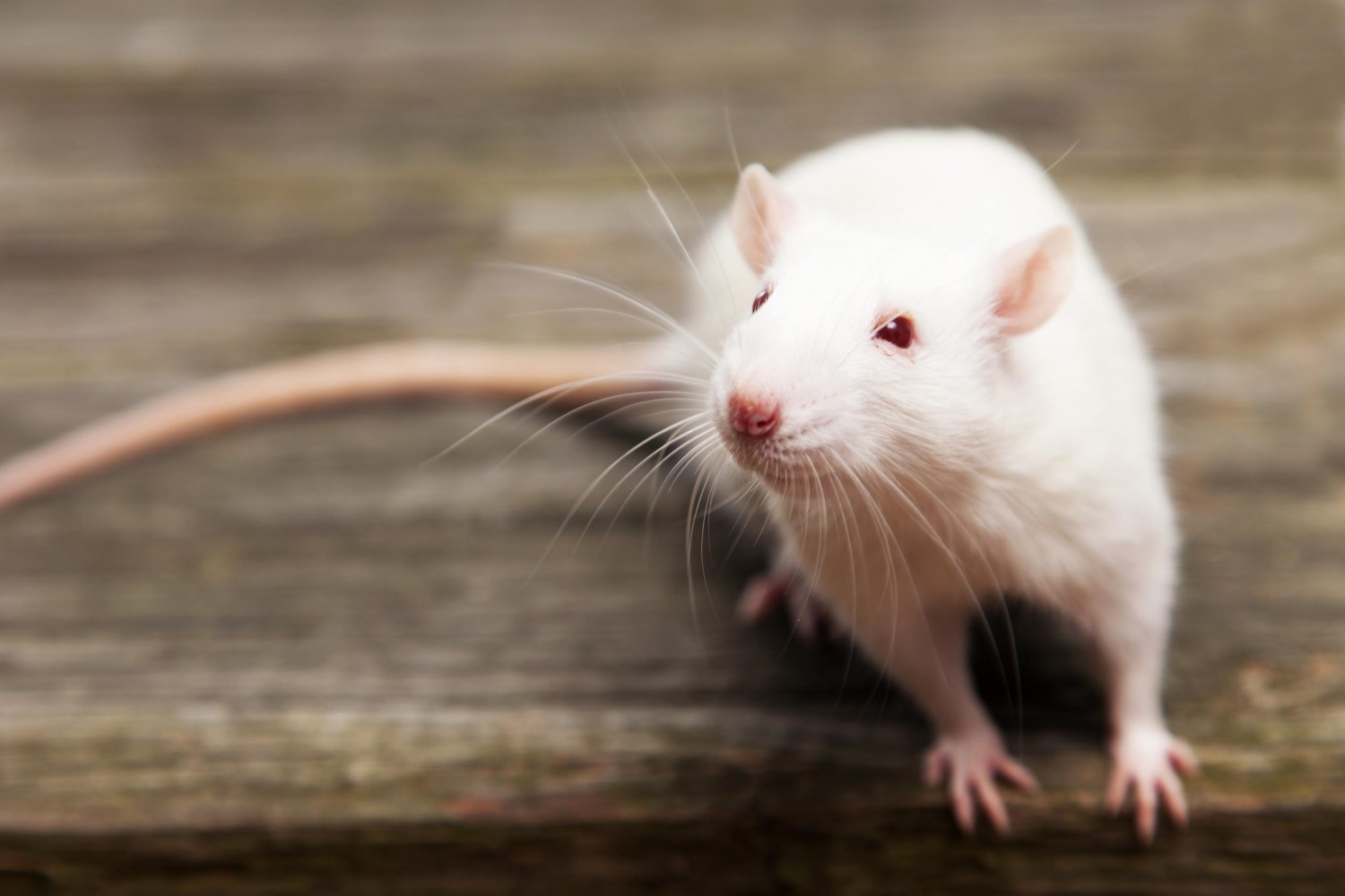 Respiratory Disease in Rats